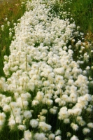 072509 Cotton Grass