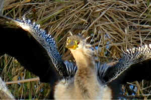 011008 Anhinga 2