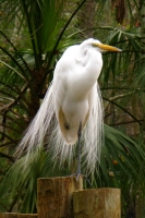 012608 (39) Egret