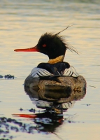 20130528 (13) red breasted merganser