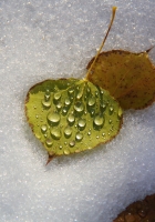 leaves on snow