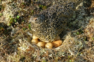 White tailed Ptarmigan. This white tailed ptarmigan is sitting on her nest above the little town of Keno in the Yukon Territory of Canada.